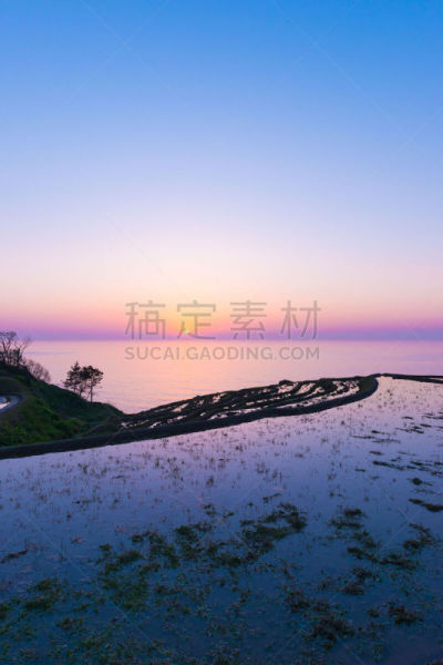 田地,稻,日本,一只动物,石川,诺图,能登半岛,石川县,北陆地区,稻田