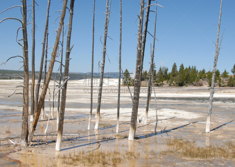 黄石公园,森林,喷泉,警官,锅,涂料,下喷泉盆地,thermal park,拼块地形,自然