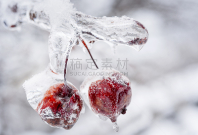 海棠,枝,冰,冻结的,冰柱,水平画幅,雪,无人,特写,两个物体