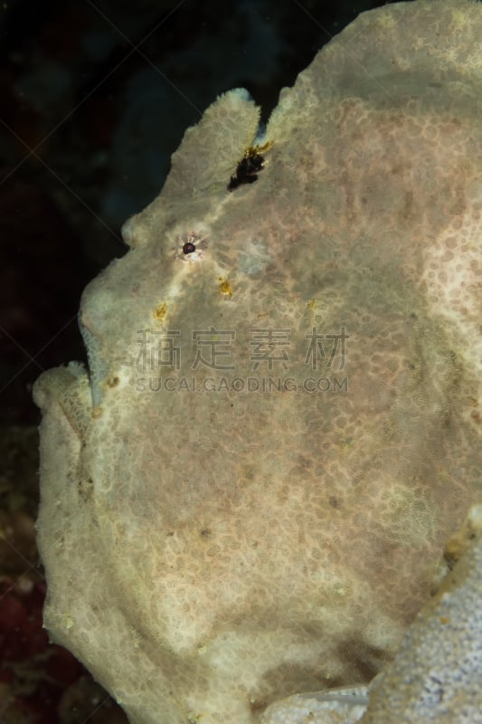 commerson's frogfish,自然,垂直画幅,襞鱼科,水肺潜水,水下,海洋,潜水,动物,鱼类