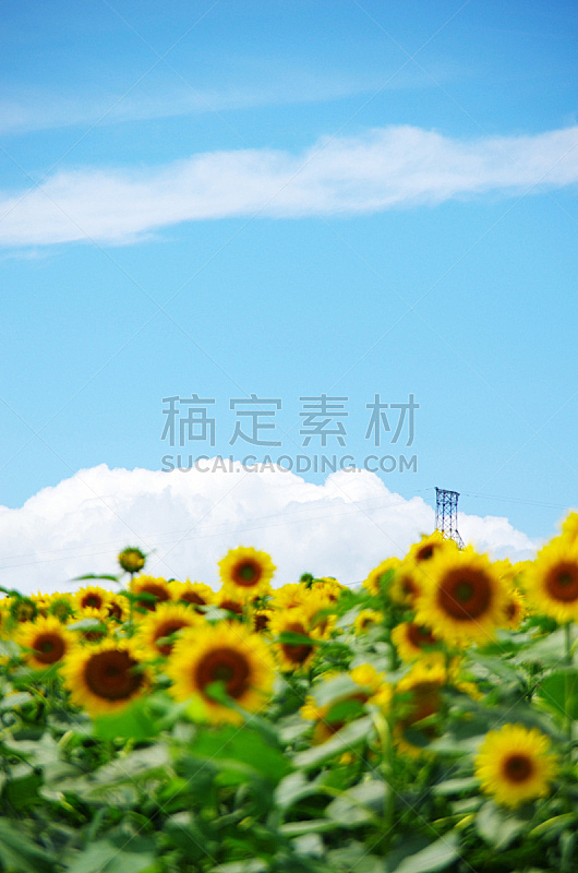 向日葵,白色,垂直画幅,天空,无人,夏天,户外,黄色,2015年,云