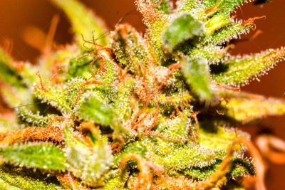 植物,叶子,大特写,大螯虾,西班牙,水平画幅,无人,健康保健,草,特写