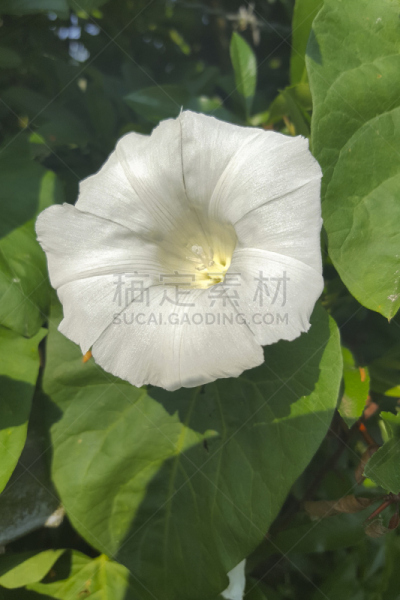旋花属植物,仅一朵花,树篱,自然,垂直画幅,美,绿色,无人,夏天,野生植物