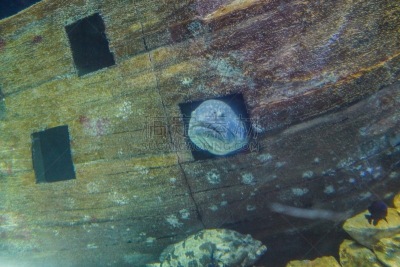 鱼类,平衡折角灯,热带气候,特拉华,魟鱼,海龟,水下,白色,沙雕