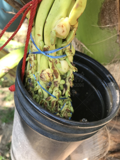 树液,椰子树,球茎种植器,三柱门横木,圆锥花序植物,桃树,椰子,油桃,接,出示