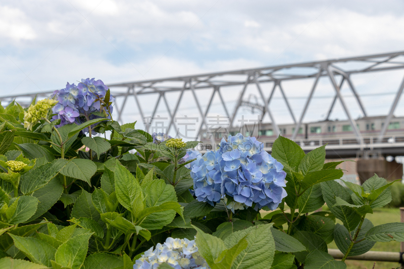 东京,日本,江户川,八仙花属,城市,美,水平画幅,无人,夏天,户外