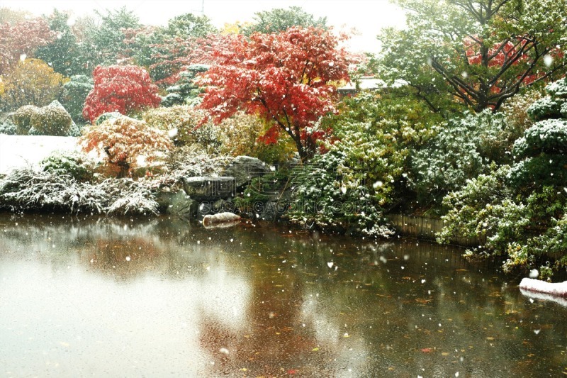 秋天,粉末状雪,水平画幅,雪,无人,葡萄树枫木,户外,北海道,镜头眩光,红色