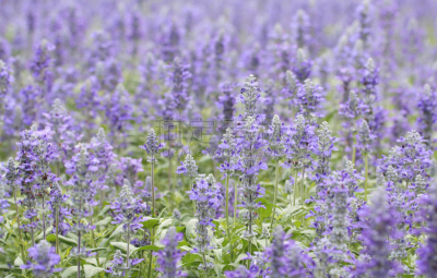 鼠尾草,蓝色,gilia,艺术,水平画幅,紫罗兰,无人,夏天,泰国,草本