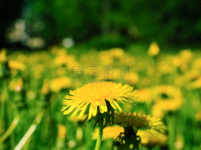 夏天,南,田地,囚犯工厂,水平画幅,无人,潮虫,奥斯提若,户外,野生植物