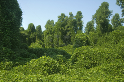野葛,森林,葛根,后腿站立,天空,草原,水平画幅,无人,夏天,户外