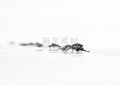 码头,螃蟹,创造力,绿色,选择对焦,水,艺术,水平画幅,海产,野外动物