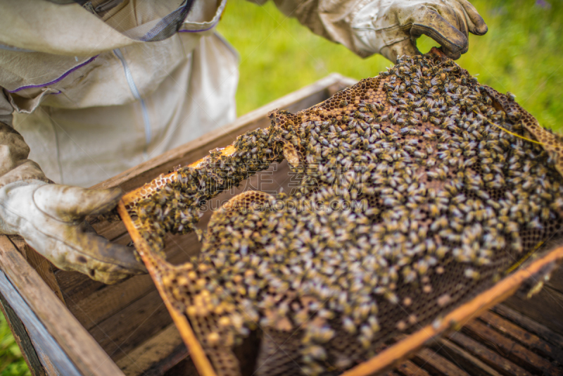 蜂箱,蜜蜂,beekeeper,蜂王,养蜂,草地,水平画幅,夏天,户外,蜂蜜