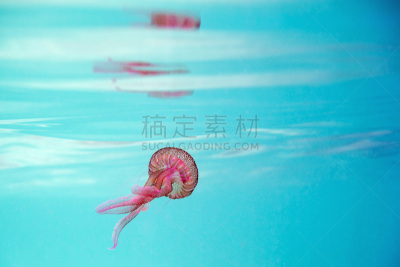 粉色,海洋,水母,绿松石,触须,海洋生命,热带气候,野生动物,水面,紫水母