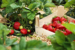 草莓,盒子,灌木丛,单一栽培,丰富,菜园,抗氧化物,多汁的,种植园,温室