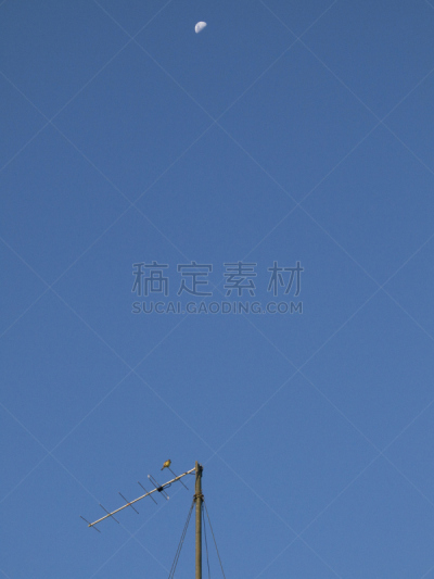 触角,香蒲,认真的,铀,仅成年人,垂直画幅,无人,黄色,月亮,摄影