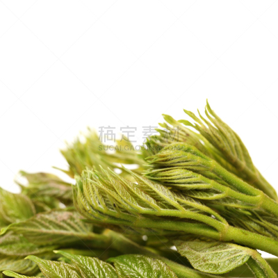八角金盘属,白色背景,球芽甘蓝,当归,五加科,自然,水平画幅,绿色,无人,日本