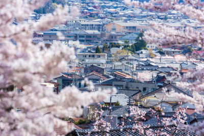 金泽,本州,日本,石川县,城市扩张,亚洲樱桃树,樱桃树,公园,水平画幅,高视角