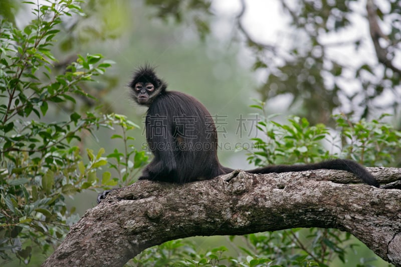 蜘蛛猿,黑足蜘蛛猿,捕握尾,自然,南美,哺乳纲,野生动物,水平画幅,尾巴