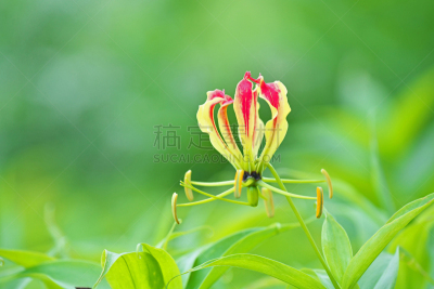 火红色百合,六月,水平画幅,无人,日本,藤泽市,夏天,红色,植物茎,花蕾