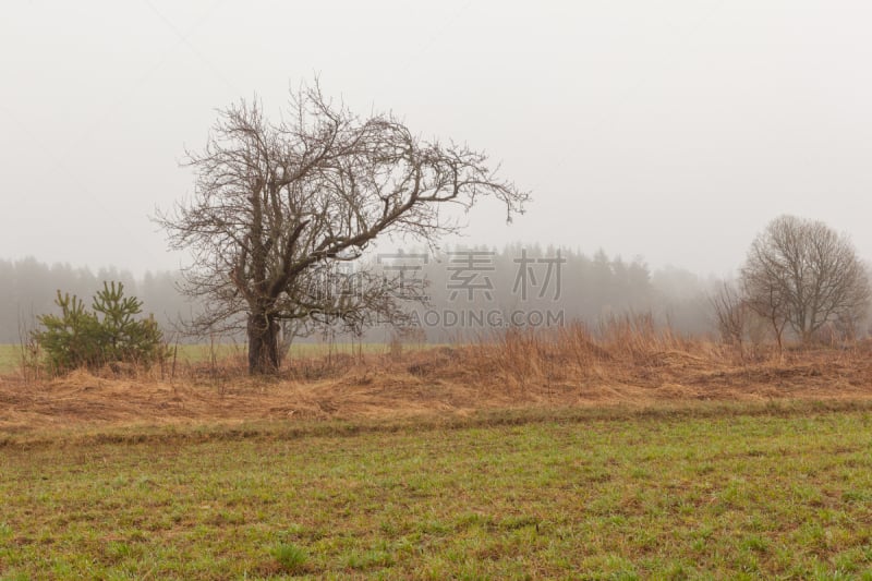 背景,苹果,斯普林费德,苹果树,自然,水平画幅,地形,无人,泥土,草