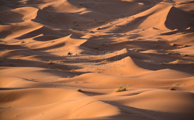 撒哈拉沙漠,客船,比沙丘沙漠,erg chebbi dunes,骆驼,水平画幅,全身像,人,户外,沙丘