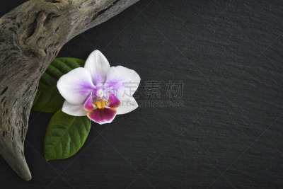 兰花,石片,自然美,暗色,浮木,平衡,禅宗,色彩鲜艳,芳香疗法,植物