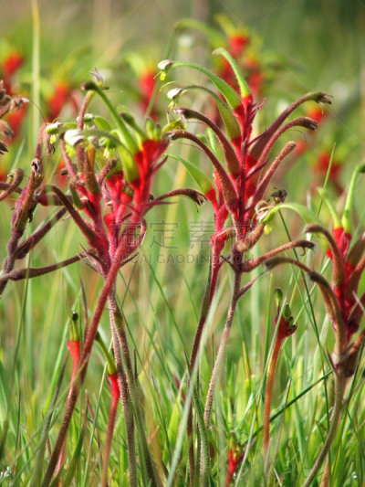 袋鼠爪花,自然,垂直画幅,绿色,雄蕊,西,爪子,动物身体部位,美国西部,红色