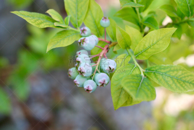 蓝莓,清新,有机食品,sour top blueberry bush,茂密的,未成熟的,水平画幅,无人,组物体,户外