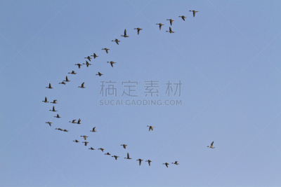 鸟类,尼泊尔,天空,水平画幅,奇旺,蓝色,特莱,印度次大陆,一群鸟,鸭子
