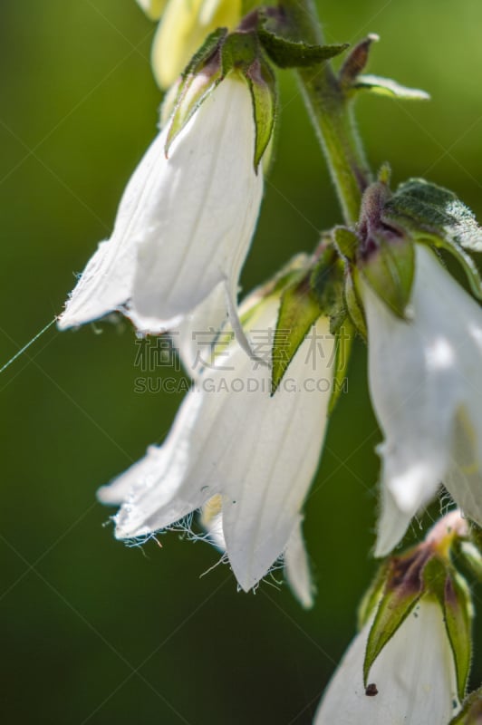 特写,风铃草属,垂直画幅,美,留白,无人,纯净,夏天,户外,明亮