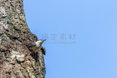 洞,鸟巢,树干,五子雀,看,天空,水平画幅,茶腹鳾,鸟类,动物习性