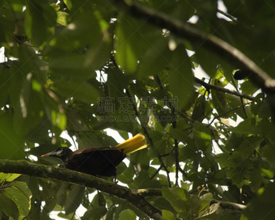 热带鸟,tortuguero national park,托尔图格诺,丛林索道,里蒙省,生态多样性,哥斯达黎加,生态旅游,中美洲,水平画幅