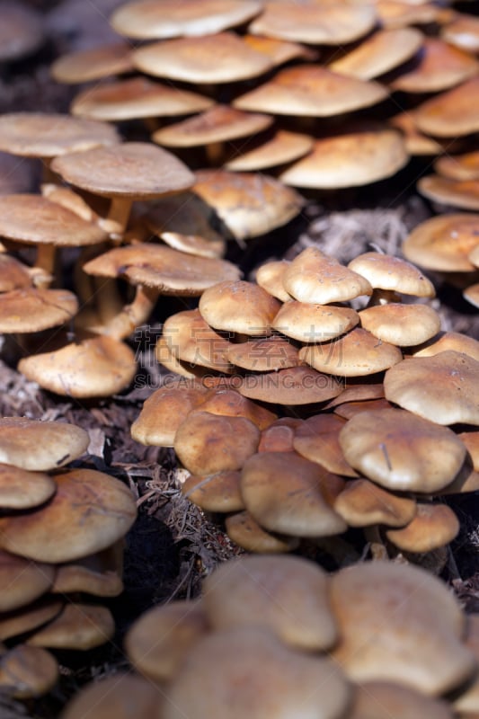 食用菌,农场,自然,垂直画幅,褐色,鳞伞菇,小的,提举,苔藓,拿着