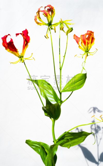 Gloriosa　Glory lily