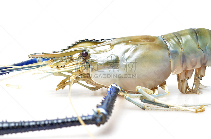 白色背景,龙虾,斑节对虾,爪,餐具,饮食,水平画幅,蓝色,巨大的,海产