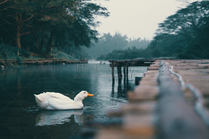 泰国,河流,白色,直的,农业,可爱的,湿,自然界的状态,自由,野生动物