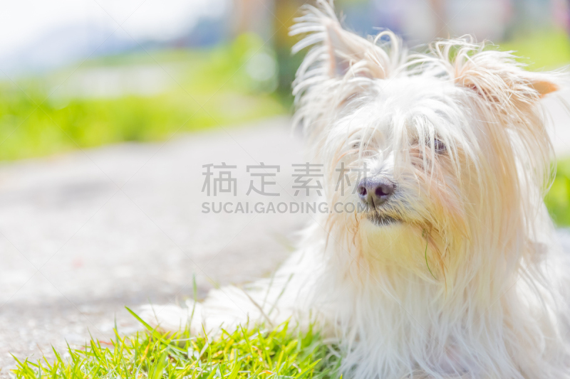 West Highland White Terrier