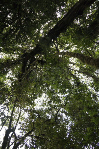 蒙特维多云雾森林,哥斯达黎加,野生动物保护区,国际生物圈保护区,蒙特沃德,蕨类,热带雨林,垂直画幅,枝繁叶茂,无人