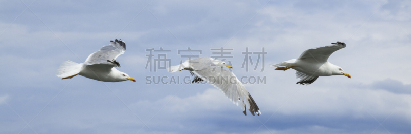海鸥,天空,顺序系列,迅速,水平画幅,全景,鸟类,动物身体部位,时间,户外