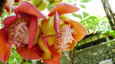 Blüte vom Kanonenkugelbaum