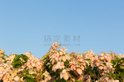 诗丽吉王后,皇后伞树,自然,留白,水平画幅,无人,蓝色,夏天,户外,自然美