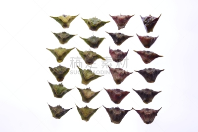 荸荠,白色背景,分离着色,蔬菜,草本,食品,图像,小吃,甜点心,堆