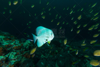 长鳍白鲟,海洋,蝙蝠鱼,自然,水,水平画幅,无人,水下,野外动物,海洋生命