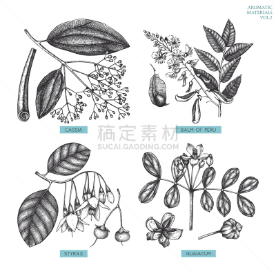 芳香的,一个物体,两个物体,白桂皮,格拉诺姆遗址,栀子花,栀子,花烟草,香草兰,碱