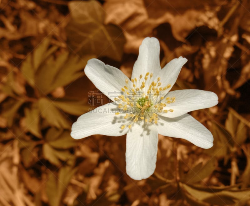 白头翁,动物背脊,褐色,白色,温带的花,留白,水平画幅,高视角,无人,夏天