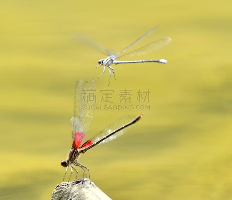 豆娘,尾巴,蓝豆娘,雄性动物,自然,两翼昆虫,图像,翅膀,美洲红点蜻蜓,美国