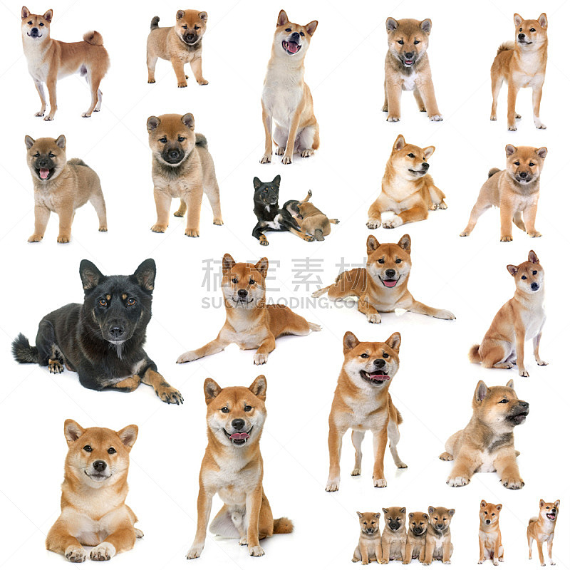 动物群 日本秋田犬 纯种犬 小狗 狗 褐色 无人 白色背景 背景分离 方形画幅图片素材下载 稿定素材 动物群 日本秋田犬 纯种犬 小狗 狗 褐色 无人 白色背景 背景分离 方形画幅图片素材下载 稿定素材