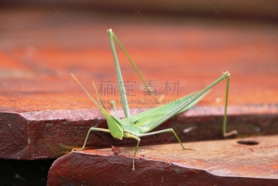 绿色,非洲,博茨瓦纳,蚱蜢,大蚱蜢,蝗虫,赞比亚,直翅目,纳米比亚