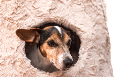杰克拉瑟短腿犬,可爱的,洞穴,猫,撒谎者,发型,10岁到11岁,哈巴狗,洞,水平画幅