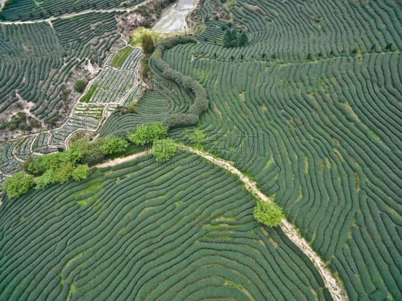 山,航拍视角,地形,日本茶道公园,在上面,公园,茶树,水平画幅,高视角,纹理效果